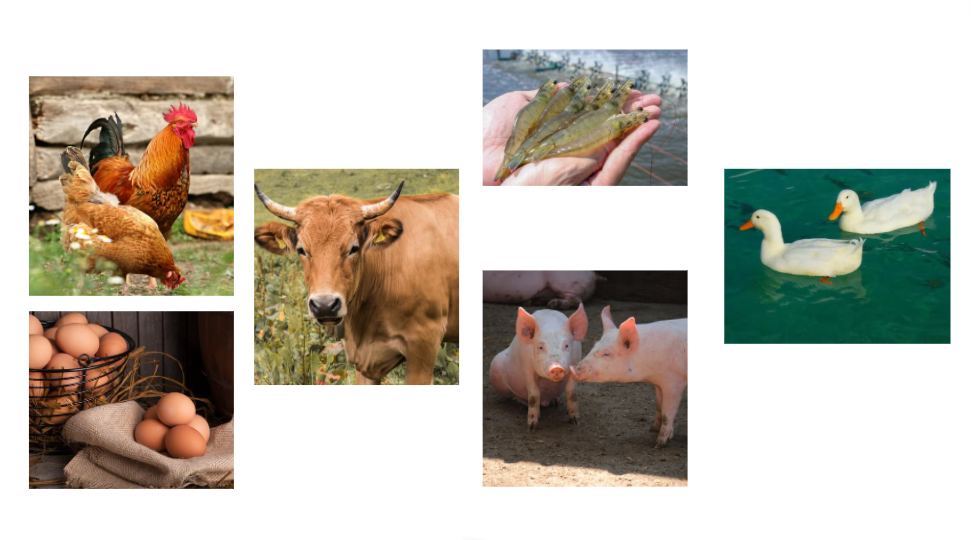 Ngành thức ăn chăn nuôi tác động trực tiếp đến chuỗi gia súc, gia cầm và thủy sản 